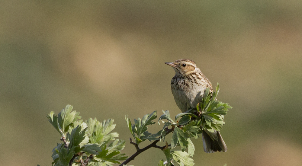 Tree Pipit